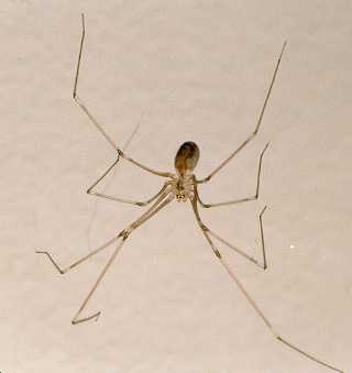 Pholcus phalangioides