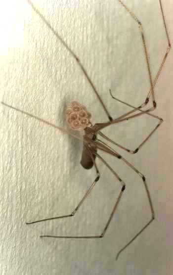 Pholcus phalangioides