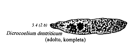 protozooj de kuniklo kaj kobajo